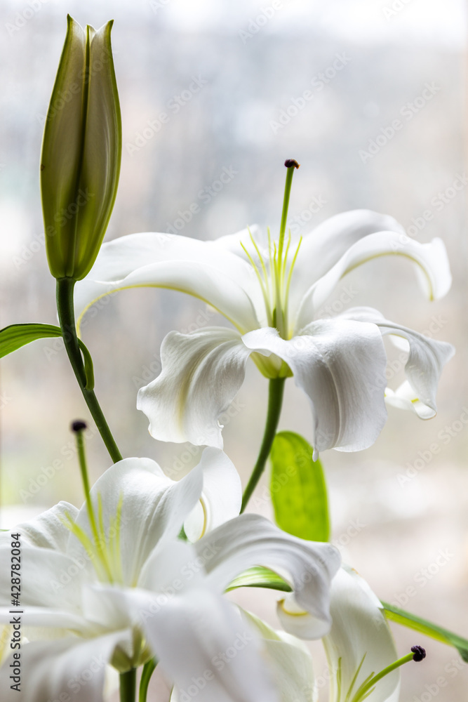 Fototapeta premium white spring flowers