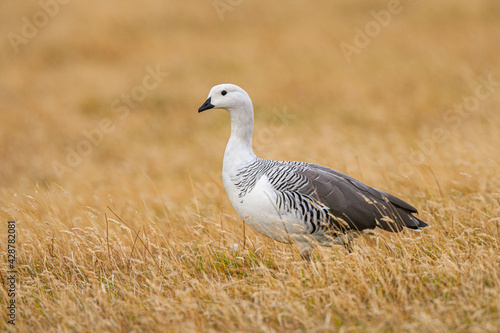 Magellan goose or Upland goose (Chloephaga picta) male standing in yellow grass in Torres del Paine National Park © Chris