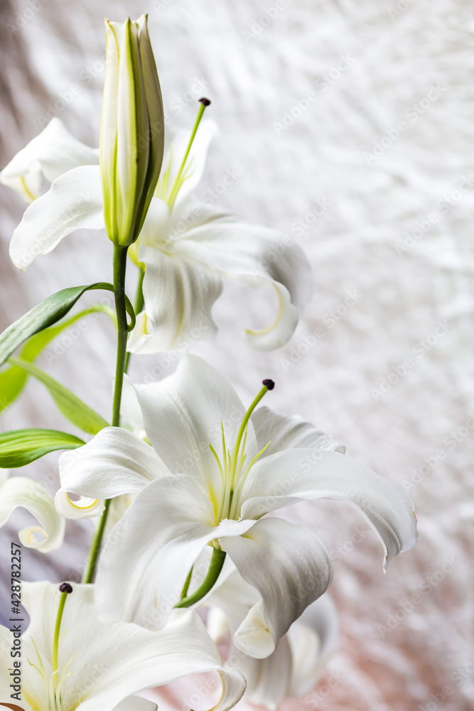 Fototapeta premium Close-up of a white lily flower with place for text.