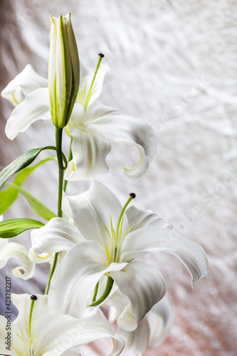 Fototapeta Naklejka Na Ścianę i Meble -  Close-up of a white lily flower with place for text.