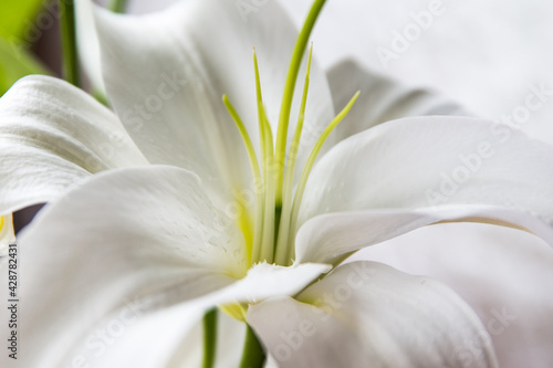 close up of white flower