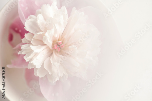 Delicate blooming pink peony flower with water drops on petals © Виктория Попова