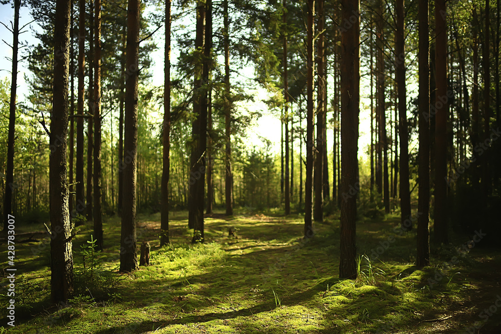 Fototapeta premium sun rays in coniferous forest, abstract landscape summer forest, beautiful wilderness nature