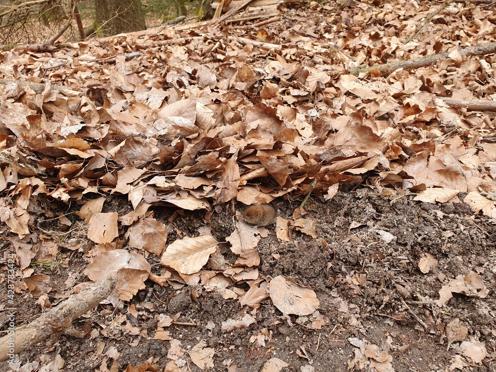 Wald Maus Wald Maus