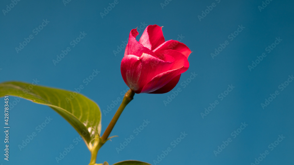 vinca blooming on blue screen background close up. High quality photo vinca blooming on blue screen background close up. High quality photo