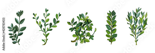 Set leaves and branches greenery elements of ficus in various form. Modern collection of small bushes rubber plant on white background. Vector illustration.