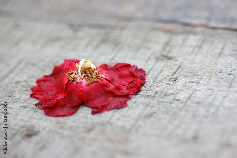 Withered red rose on the wooden table. Withered red rose on the wooden table.