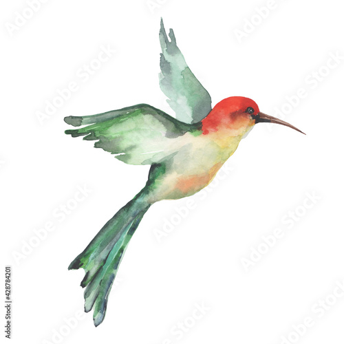   A small tropical bird hummingbird with bright feathers flies wide spreading its wings. Watercolor on a white background for the design of cards, print, textile, banner, packaging, wallpaper.