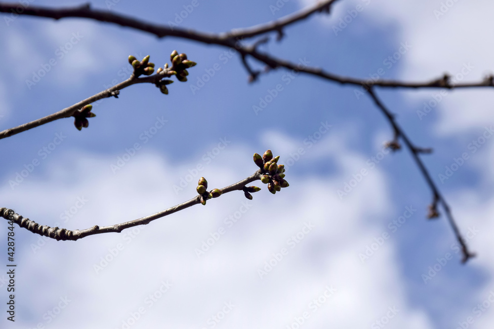 Cherry branches with swollen buds against cloudy sky. Fruit trees in orchard in early spring. Beginning of juice movement on plants in garden. Preparing buds to bloom. Selective focus. Cherry branches with swollen buds against cloudy sky. Fruit trees in orchard in early spring. Beginning of juice movement on plants in garden. Preparing buds to bloom. Selective focus.