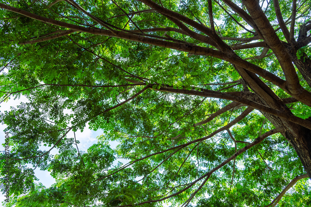 Fototapeta premium green leaves in the forest