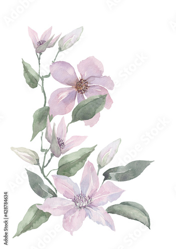  Arrangement of lilac flowers of clematis with delicate buds and green leaves. Watercolor on a white background.