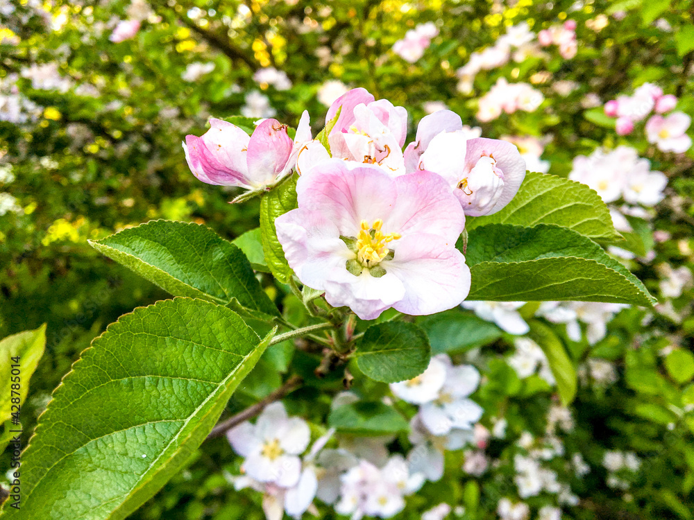Fototapeta premium blooming tree