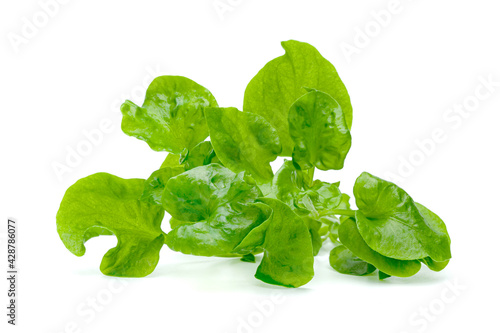 fresh watercress isolated on white background ,Green leaves pattern