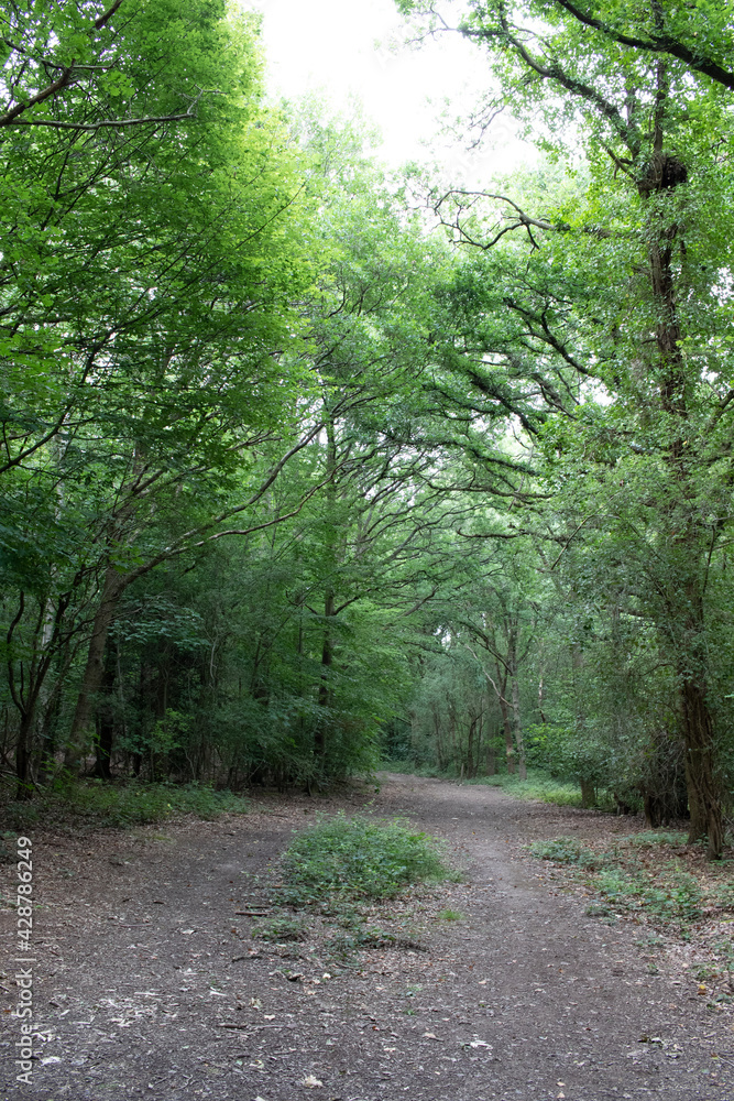 Fototapeta premium path in the woods