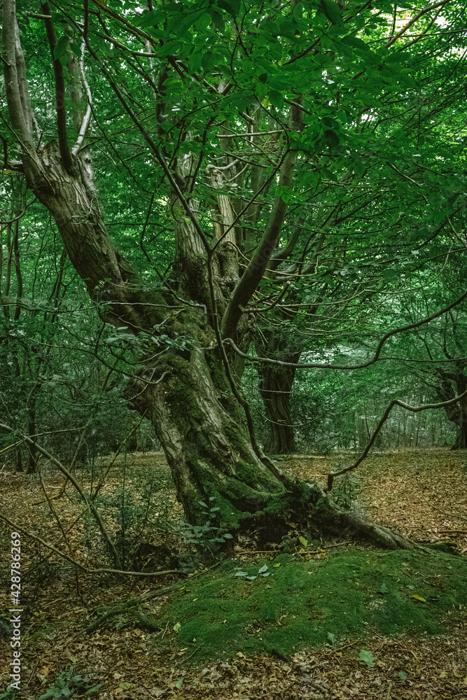 Obraz premium trees in the forest