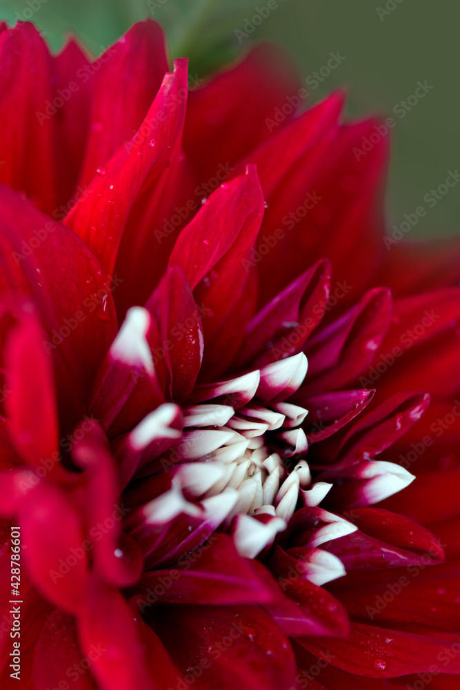 Fototapeta premium Red dahlia isolated on green blur background.