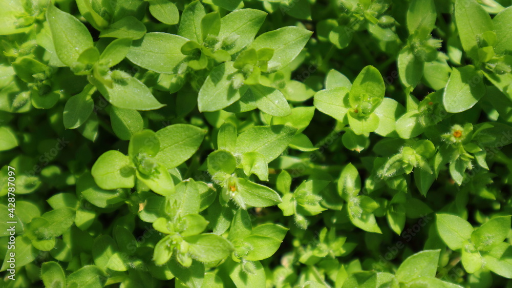 Green background of spring plants on a warm sunny day.
Green background of spring plants on a warm sunny day.