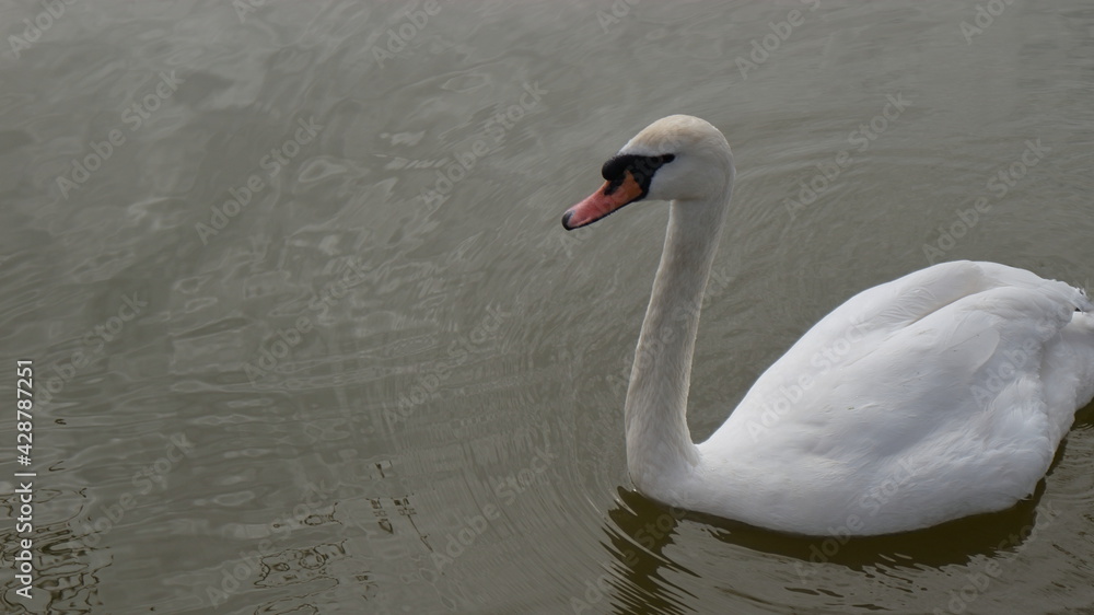 A beautiful white swan floats on the surface of a pond in a spring park. A beautiful white swan floats on the surface of a pond in a spring park.