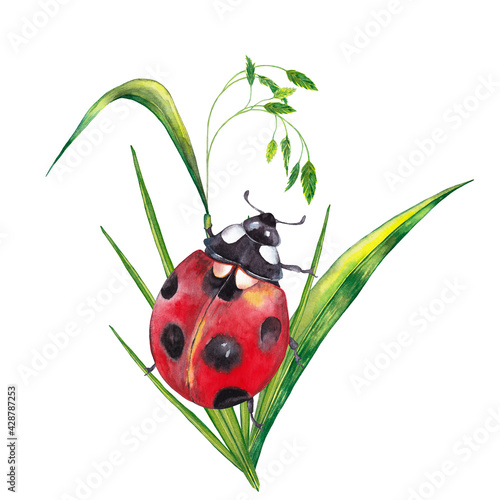 Big red ladybug on green grass with spikelet. Realistic cute illustration of summer meadow wild life. Watercolor hand painted isolated element on white background.