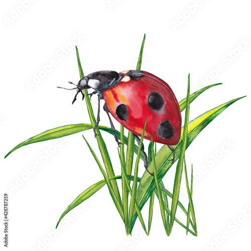 Big red ladybug on green grass. Realistic cute illustration of summer meadow wild life. Watercolor hand painted isolated element on white background.