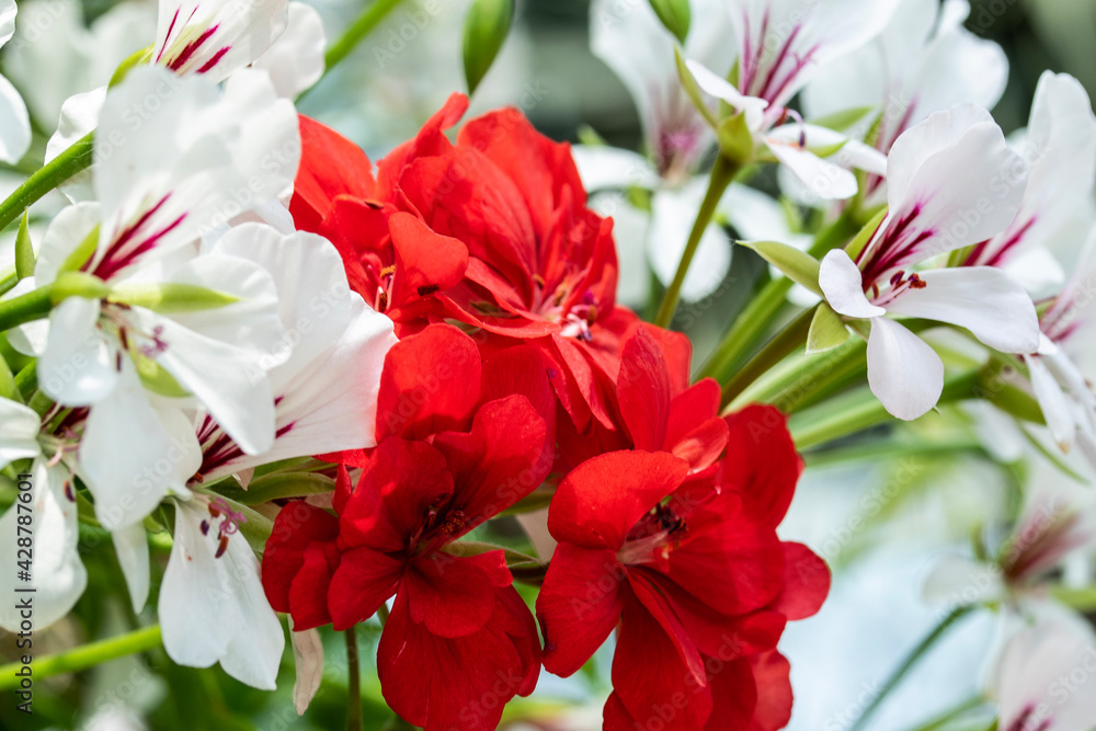 Obraz premium red and white flowers