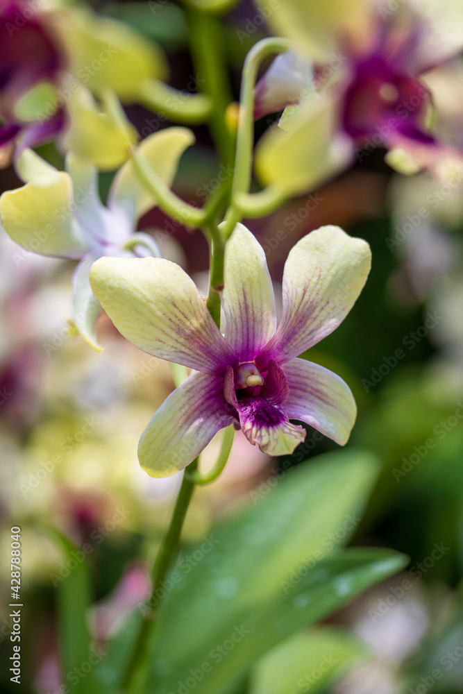 close up of a flower