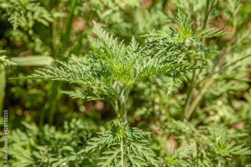 Ambrósia. Young ragweed, green, in the garden