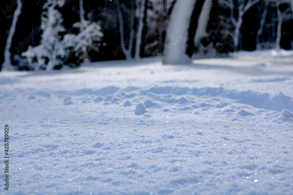 Snow covered forest ground at winter Snow covered forest ground at winter