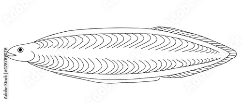 Leptocephalus. Hand drawn realistic black line illustration. photo