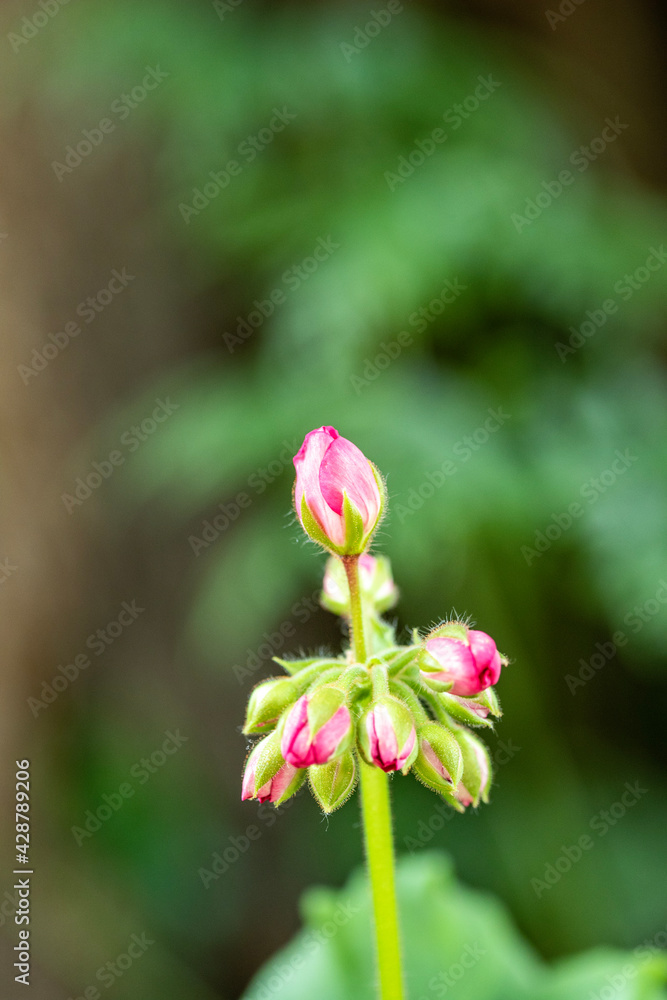 pink flower in garden pink flower in garden