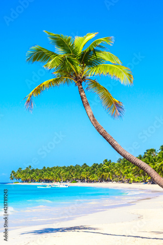 Palm tree on the caribbean tropical beach. Saona Island  Dominican Republic. Vacation travel background