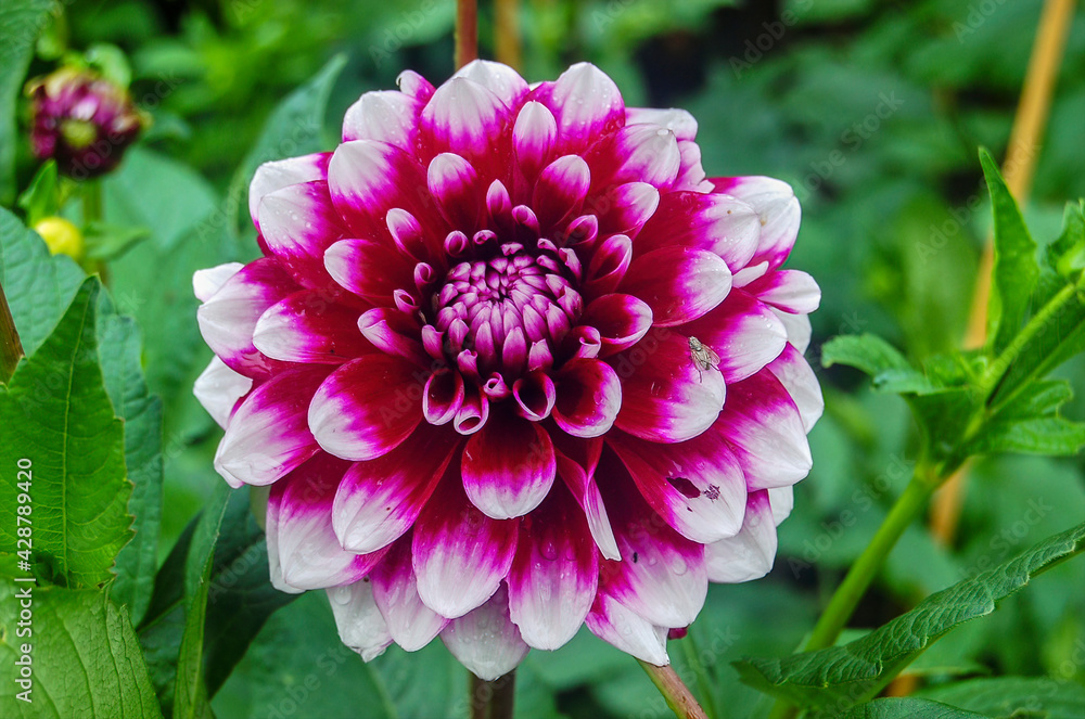Fototapeta premium Macro shot of a brightly colored dahlia in the sunlight.