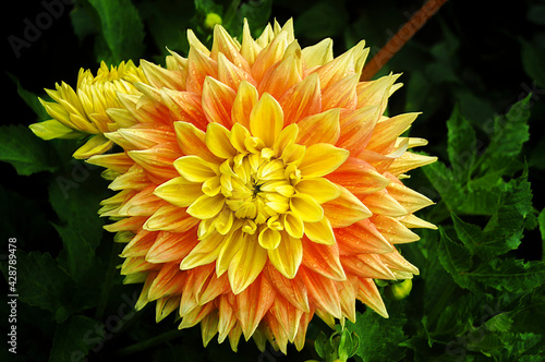 Macro shot of a brightly colored dahlia in the sunlight.