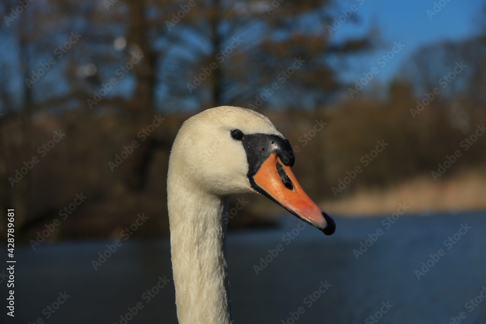 Lake with a white swan Lake with a white swan
