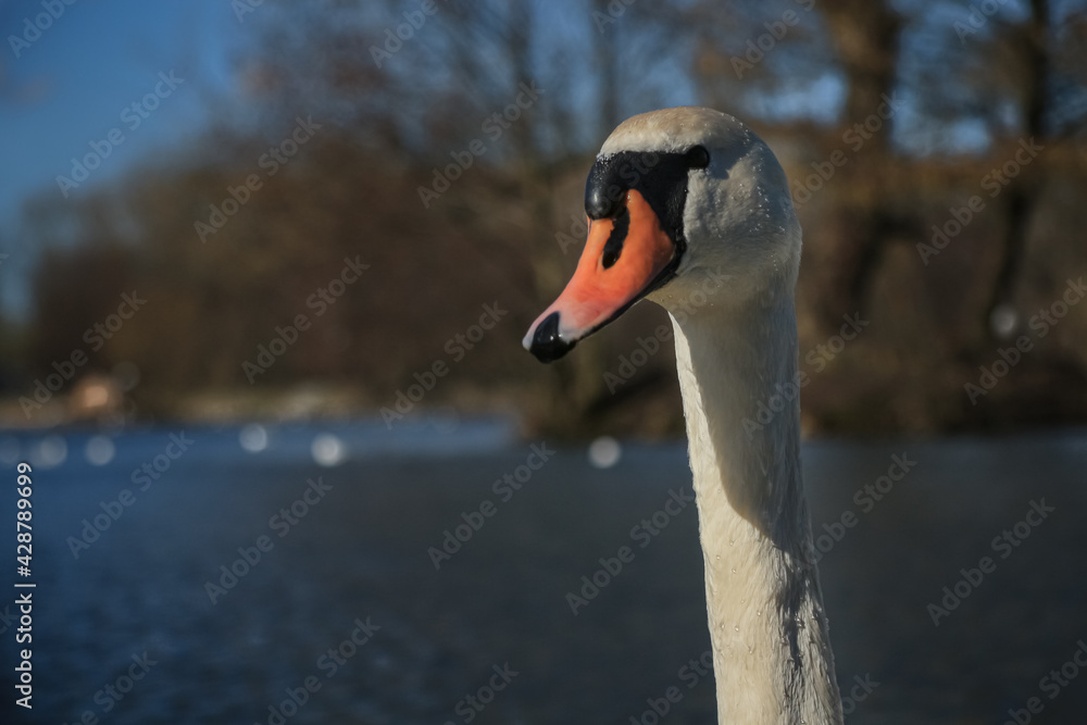 Fototapeta premium Lake with a white swan