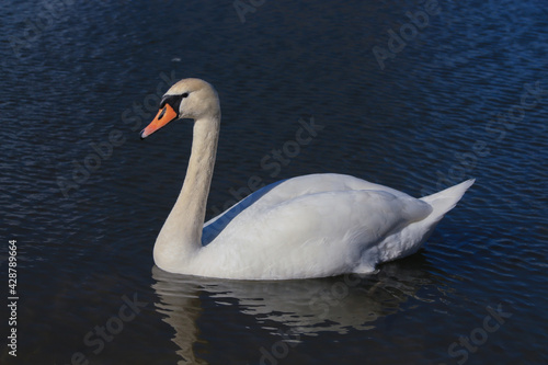 Fototapeta Naklejka Na Ścianę i Meble -  Lake with a white swan