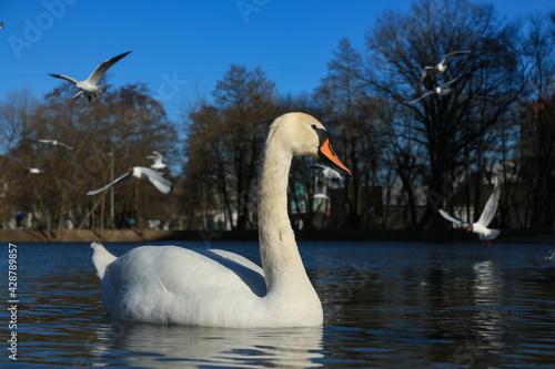 Lake with a white swan