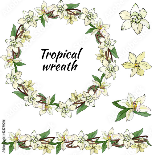 Set of vanilla flowers and wreath cut on white. Vector hand-drawn illustration, floral vector brush for your design.