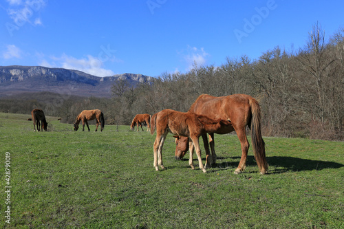 Beautiful view of a horse with a foal grazing on green fields in a mountain valley on a sunny day