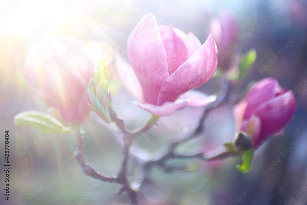 magnolia blossom spring garden / beautiful flowers, spring background pink flowers magnolia blossom spring garden / beautiful flowers, spring background pink flowers