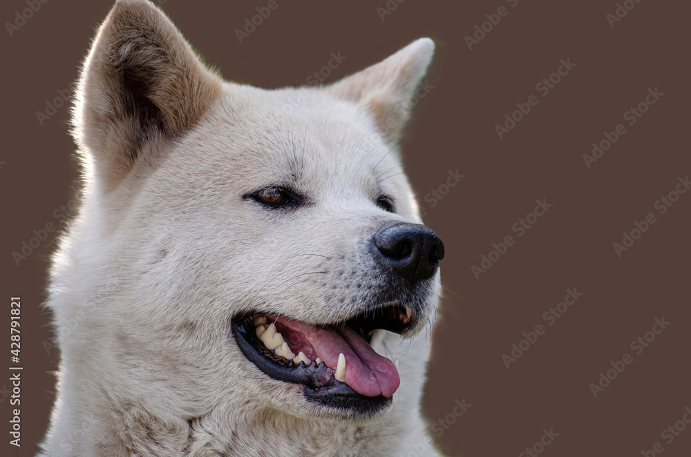 Akita Inu purebred dog is highlighted on a dark coffee background. selective focus. Akita Inu purebred dog is highlighted on a dark coffee background. selective focus.