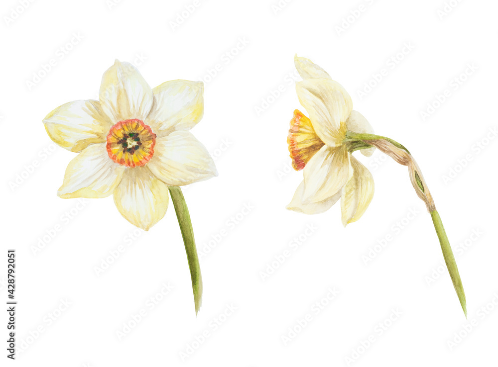 Spring flower Yellow narcissus blooming front and side view on a white background watercolor painting