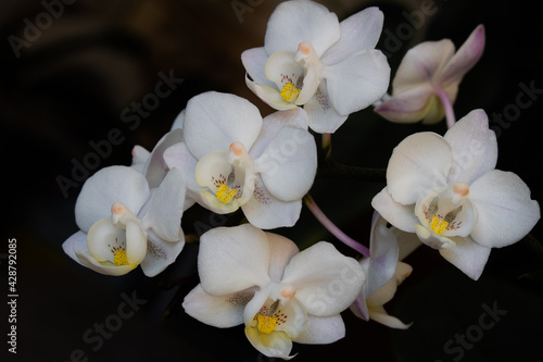 Fototapeta Naklejka Na Ścianę i Meble -  Close-up of white Moth Orchid flowers or Phalaenopsis growing together against a dark blurred background