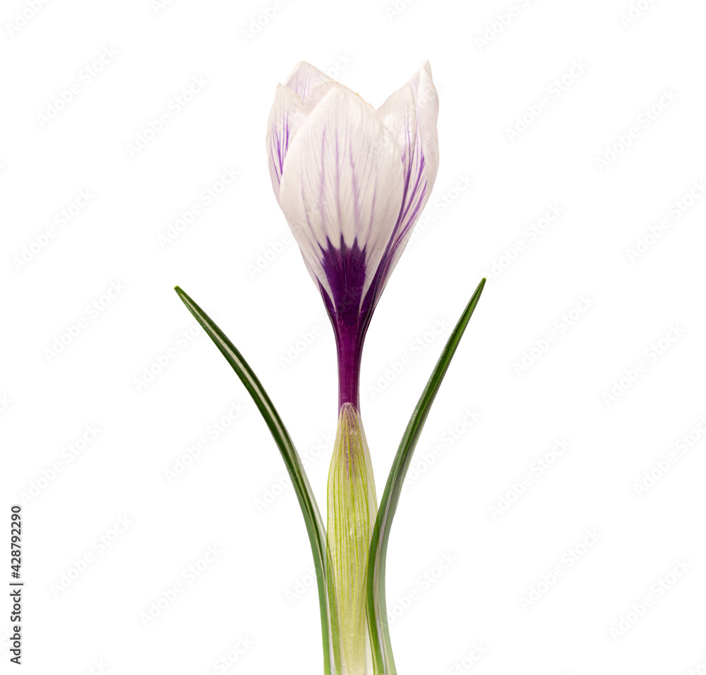 Naklejka premium Close up image of Crocus flower isolated on white background