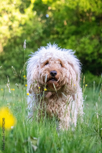 dog in grass