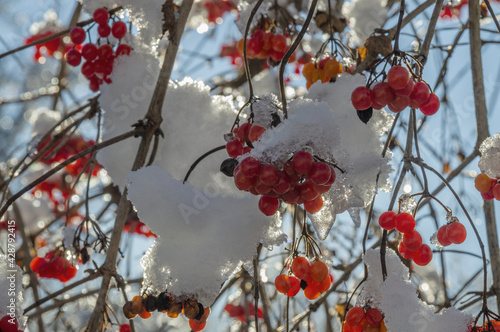 red berries on a snow