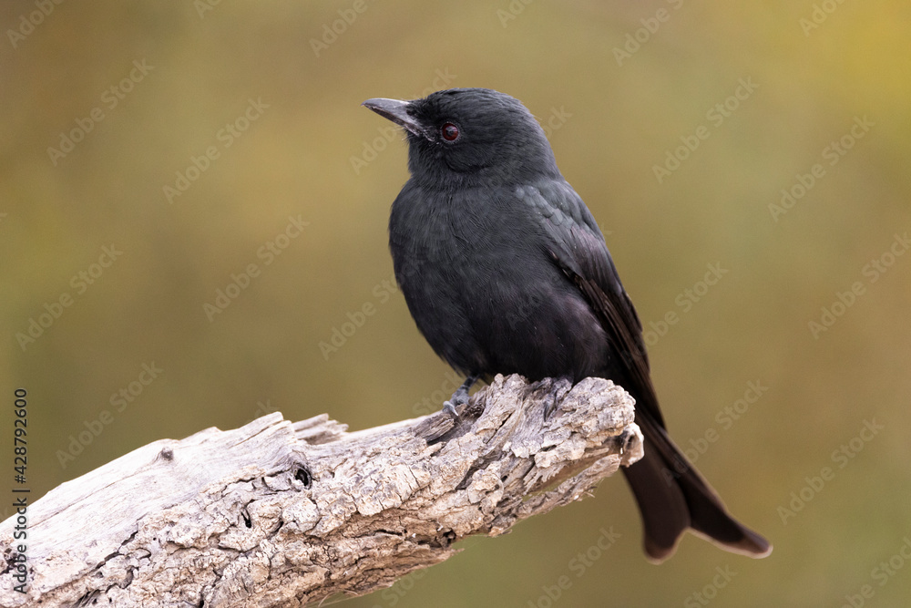 Obraz premium Fork tailed drongo perched on a branch