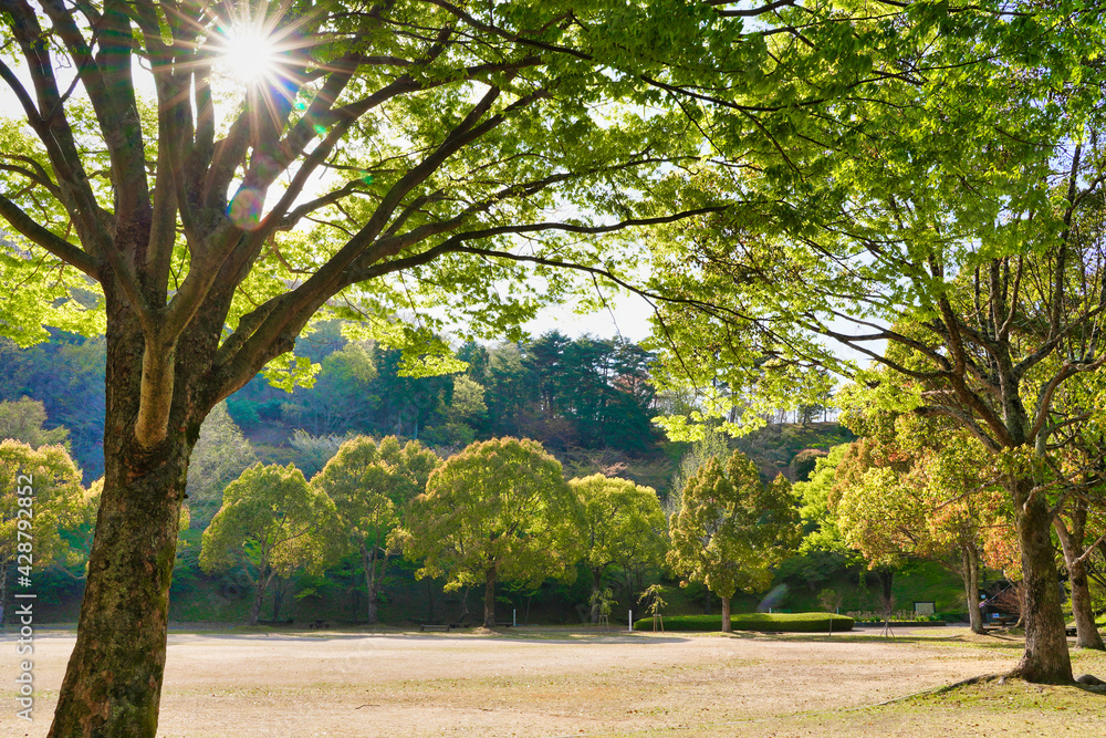太陽に照らされて輝く公園の緑樹
