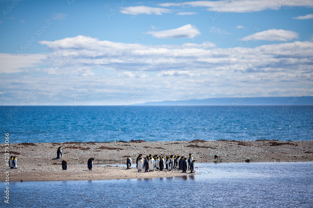 King penguins in a continental colony near the town of Porvenir, Chile, South America. King penguins in a continental colony near the town of Porvenir, Chile, South America.