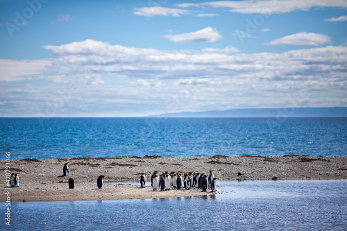 King penguins in a continental colony near the town of Porvenir, Chile, South America.